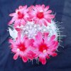 Mammillaria_senilis